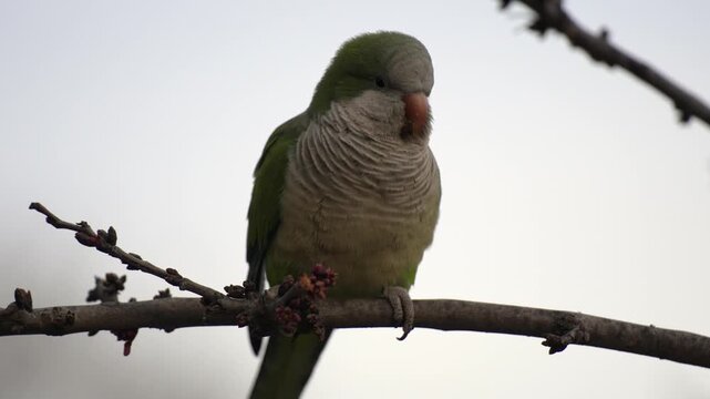 Monk Parakeets (Myiopsitta monachus) Sitting on Branch