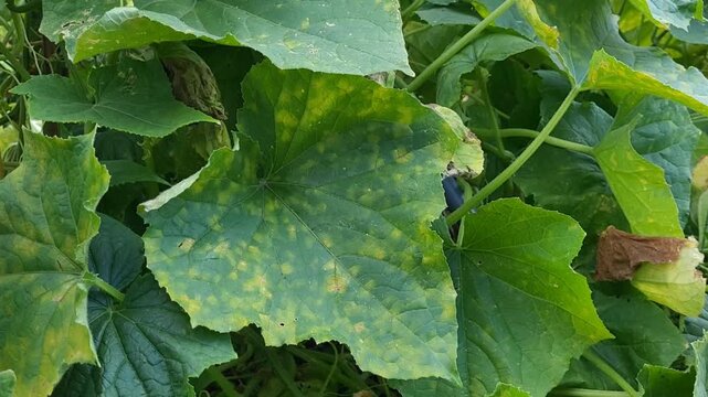 Cucumber plant leaf with yellow spots, cucumber diseases and pests concept.