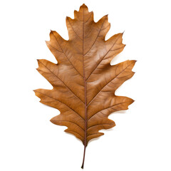 Obraz premium Single Brown autumn oak leaf . Dried fallen autumn leaf of oak tree