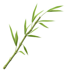 Fototapeta premium PNG Bamboo plant transparent background freshness.