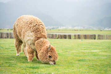 Portrait alpaca eating in a grass field on a farm © padarn