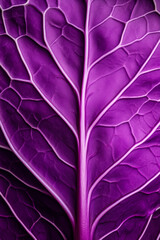 Closeup of a red cabbage leaf displaying its deep purple color and intricate veining patterns 