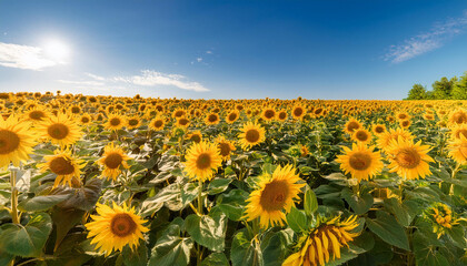 Obraz premium An impressive eye-level view of vibrant sunflower fields in full bloom, creating a stunning panorama of yellow and green under a clear blue sky.