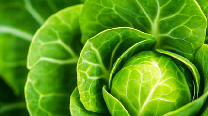 Obraz premium Macro shot of the texture of a brussels sprouts interior showcasing the vibrant green layers and delicate textures 