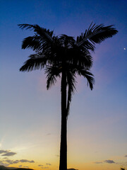 Palm trees at Sunset