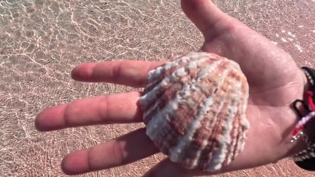 Hand holding an pink shell