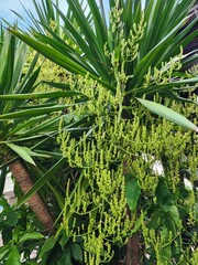 Dracaena loureir Gagnep
A medium-sized shrub or tree. The leaves are oblong and the flowers are in large clusters. The flowers are fragrant. Medicinal properties help reduce fever and quench thirst.