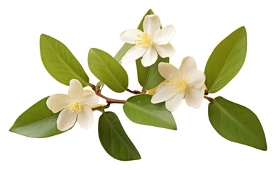 Obraz premium PNG Plant flower petal leaf.