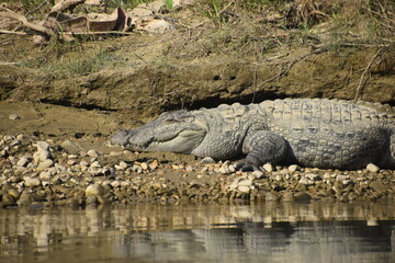 Mugger crocodile in the marshes around the East Rapti River in Chitwan, Nepal