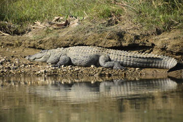 Mugger crocodile in the marshes around the East Rapti River in Chitwan, Nepal