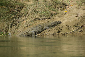 Mugger crocodile in the marshes around the East Rapti River in Chitwan, Nepal