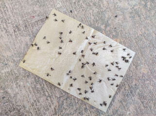 a collection of flies that died because they were trapped in the glue