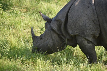 Obraz premium Closeup of a large Indian Rhinoceros eating grass with birds on its back in Chitwan, Nepal 