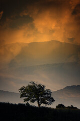 tree silhouette at sunset, fantasy landscape