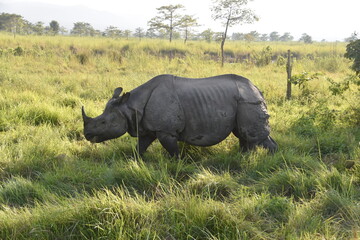 Closeup of a large Indian Rhinoceros eating grass with birds on its back in Chitwan, Nepal  © ChrisOvergaard