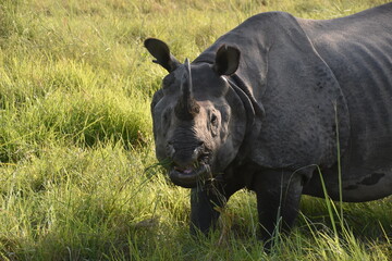 Closeup of a large Indian Rhinoceros eating grass with birds on its back in Chitwan, Nepal 