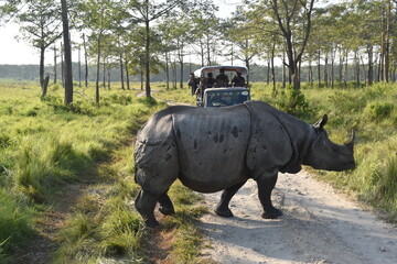 A large Indian Rhinoceros with a safari jeep in the background in Chitwan, Nepal