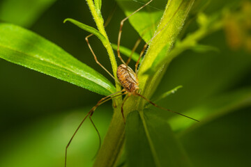 spider on leaf