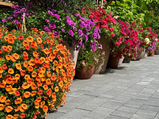 Petunia flowers, petchoa, calibrachoa ornamental plants 