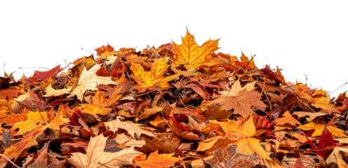 PNG Autumn leaves on white background