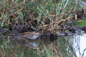 Wasserläufer auf Nahrungssuche