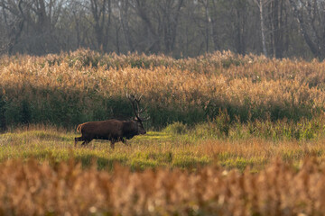 Platzhirsch im Einstand