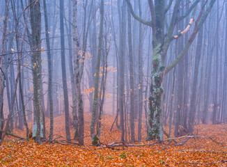 Obraz premium autumn beech tree forest covered by red dry leaves in blue mist