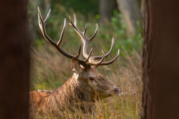 Rothirsche in der Brunft