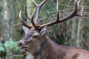 Rothirsche in der Brunft