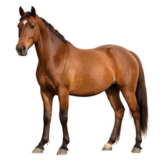 Obraz premium A majestic brown horse standing alert, showcasing its glossy coat and powerful build. Perfect for equestrian publications, animal care websites, or rural landscapes. (Transparent PNG background)