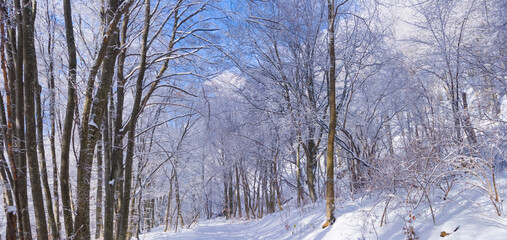 winter snowbound forest on mount slope at the bright day