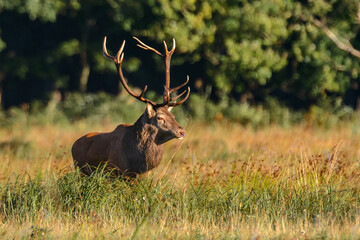 Rothirsche in der Brunft