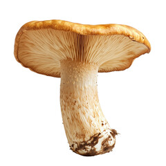 King Trumpet Mushroom on a White Transparent Background PNG
