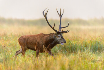 Rothirsche in der Brunft