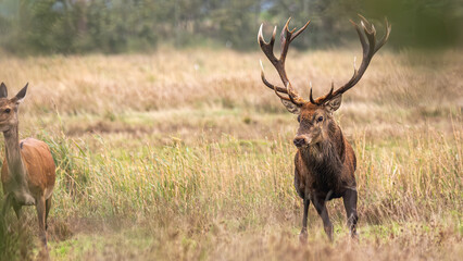 Starker Hirsch auf dem Brunftplatz