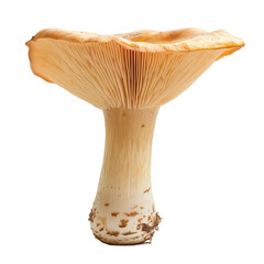 King Trumpet Mushroom on a White Transparent Background PNG