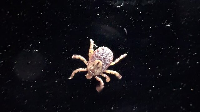 Tick walking Macro Closeup