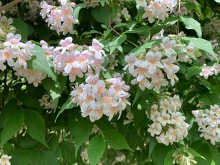 912872227 Perlmuttstrauch Kolkwitzie viele Blüten Kolkwitzia amabilis