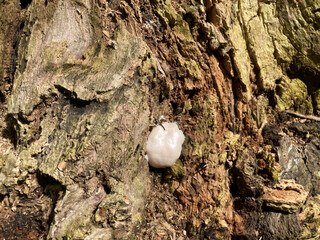 912872286 Schleimpilz