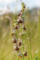 Hummel-Ragwurz, Hummelragwurz, Ophrys holoserica, Ophrys, fuciflora