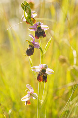 Hummel-Ragwurz, Hummelragwurz, Ophrys holoserica, Ophrys, fuciflora