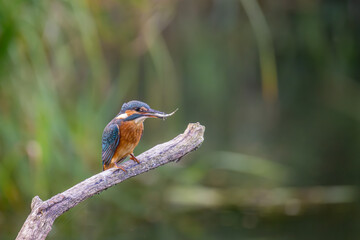 Eisvogel auf der Jagd nach Fischen