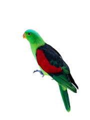 red-winged parrot (Aprosmictus erythropterus) isolated on white background