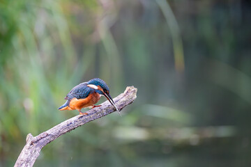 Eisvogel auf der Jagd nach Fischen