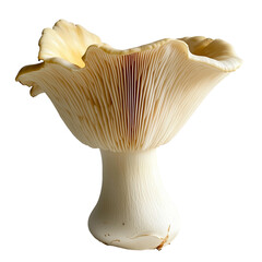 King Trumpet Mushroom on a White Transparent Background PNG