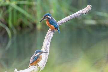 Eisvogel auf der Jagd nach Fischen