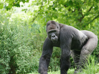 portrait western lowland gorilla sitting on the green grass