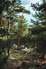 Green Pine Trees Forest Landscape