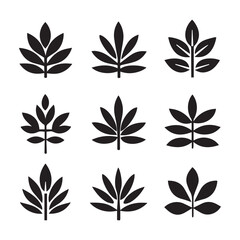 A collection of leaves with white background