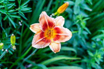 Fototapeta premium Seatac Orange Daylily Blossom